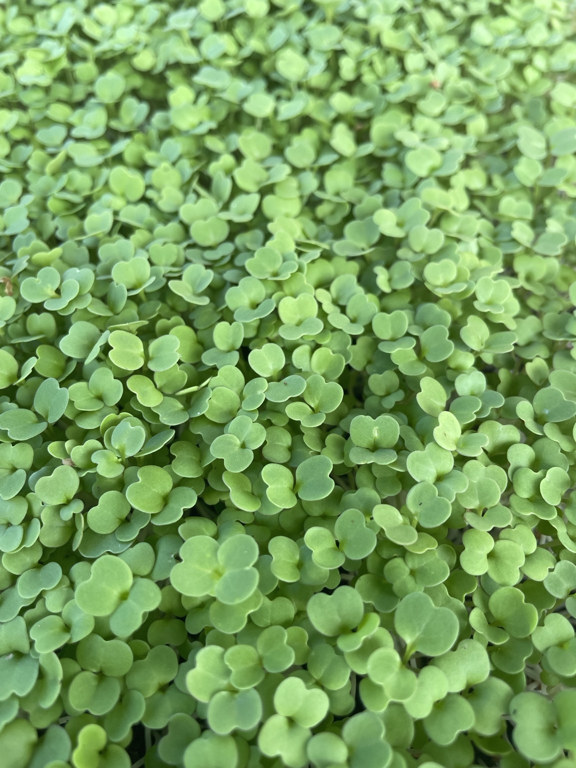 OMG-grown Arugula microgreens