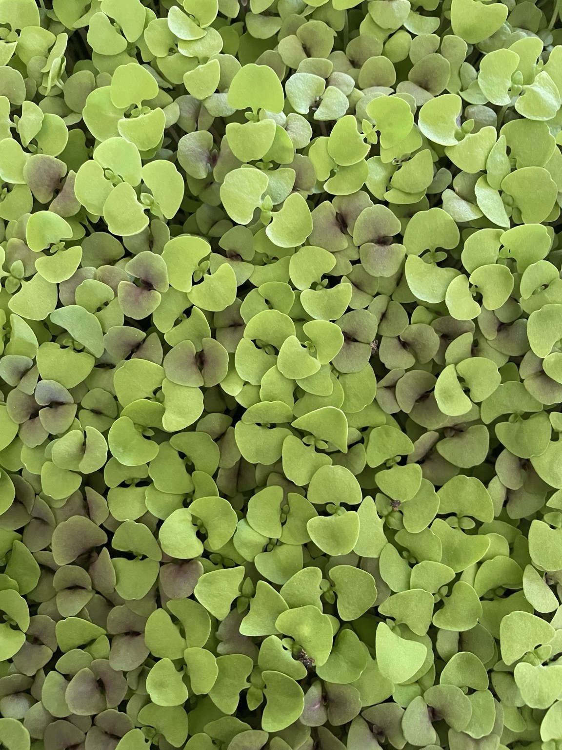 OMG-grown Green + Purple Basil microgreens