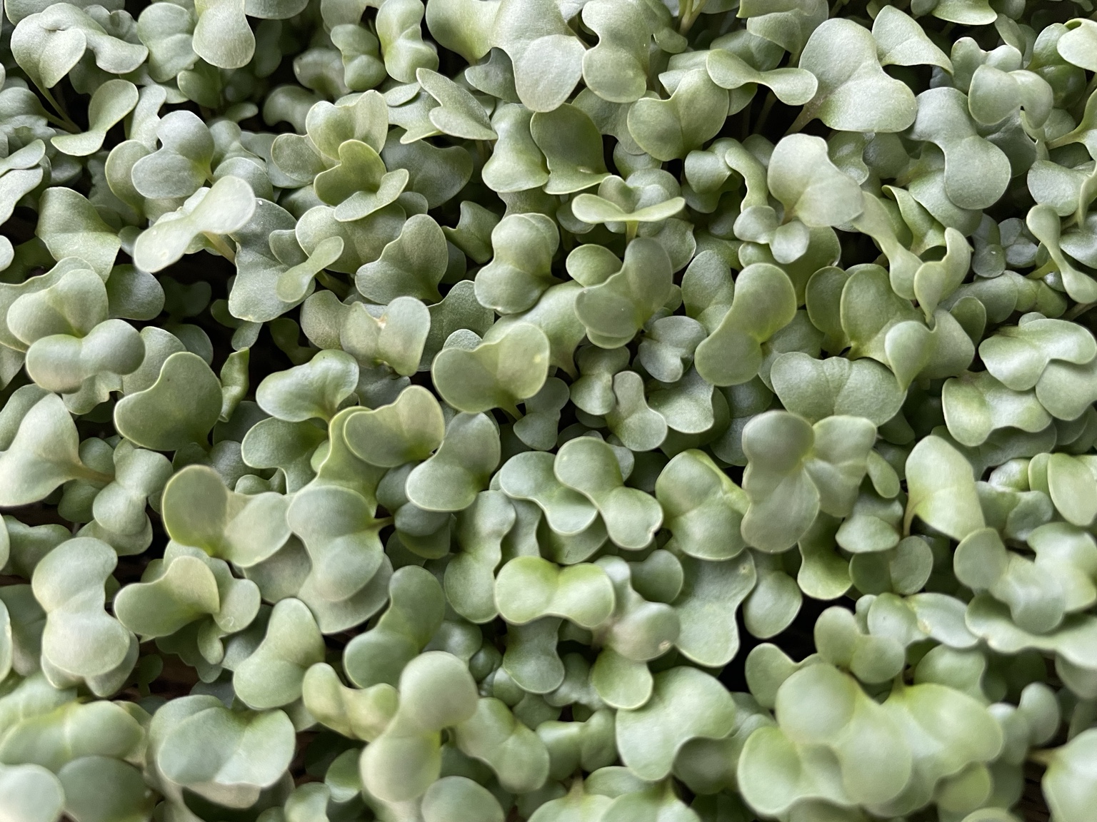 Broccoli, one of the greens in our Vitality Mix.