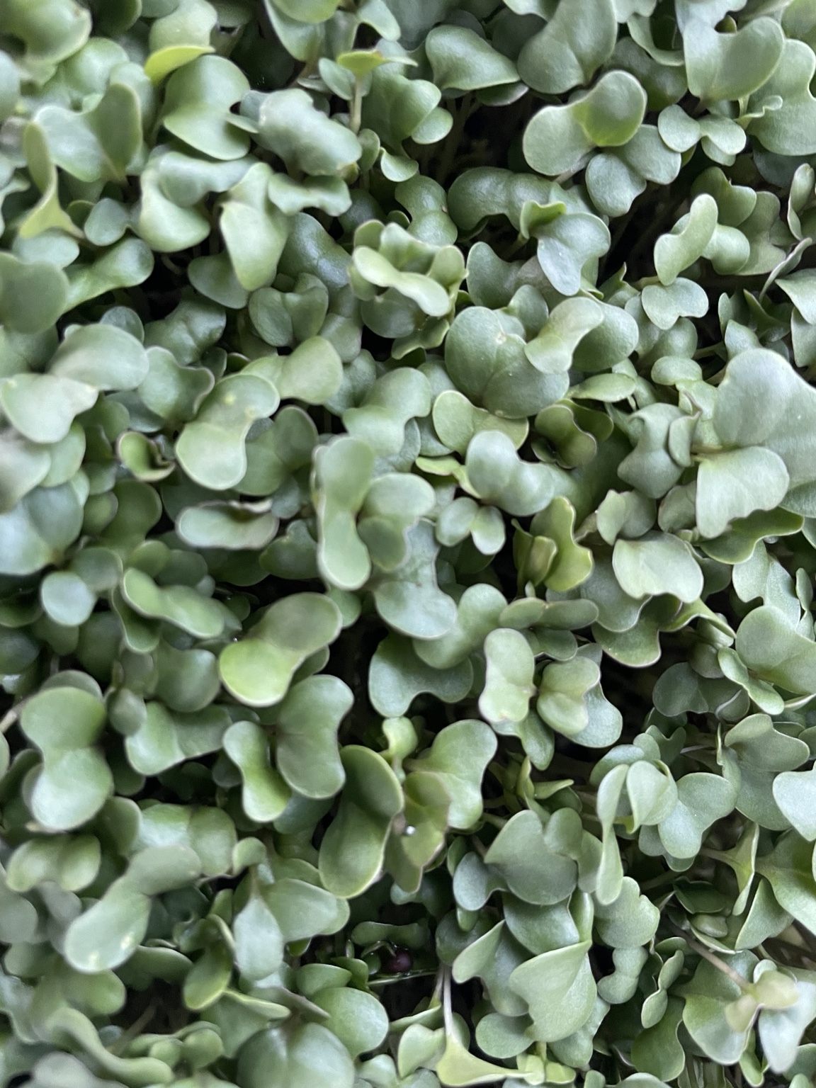 A close-up of fresh broccoli microgreens grown by Amber at Ozark Mountain Garden