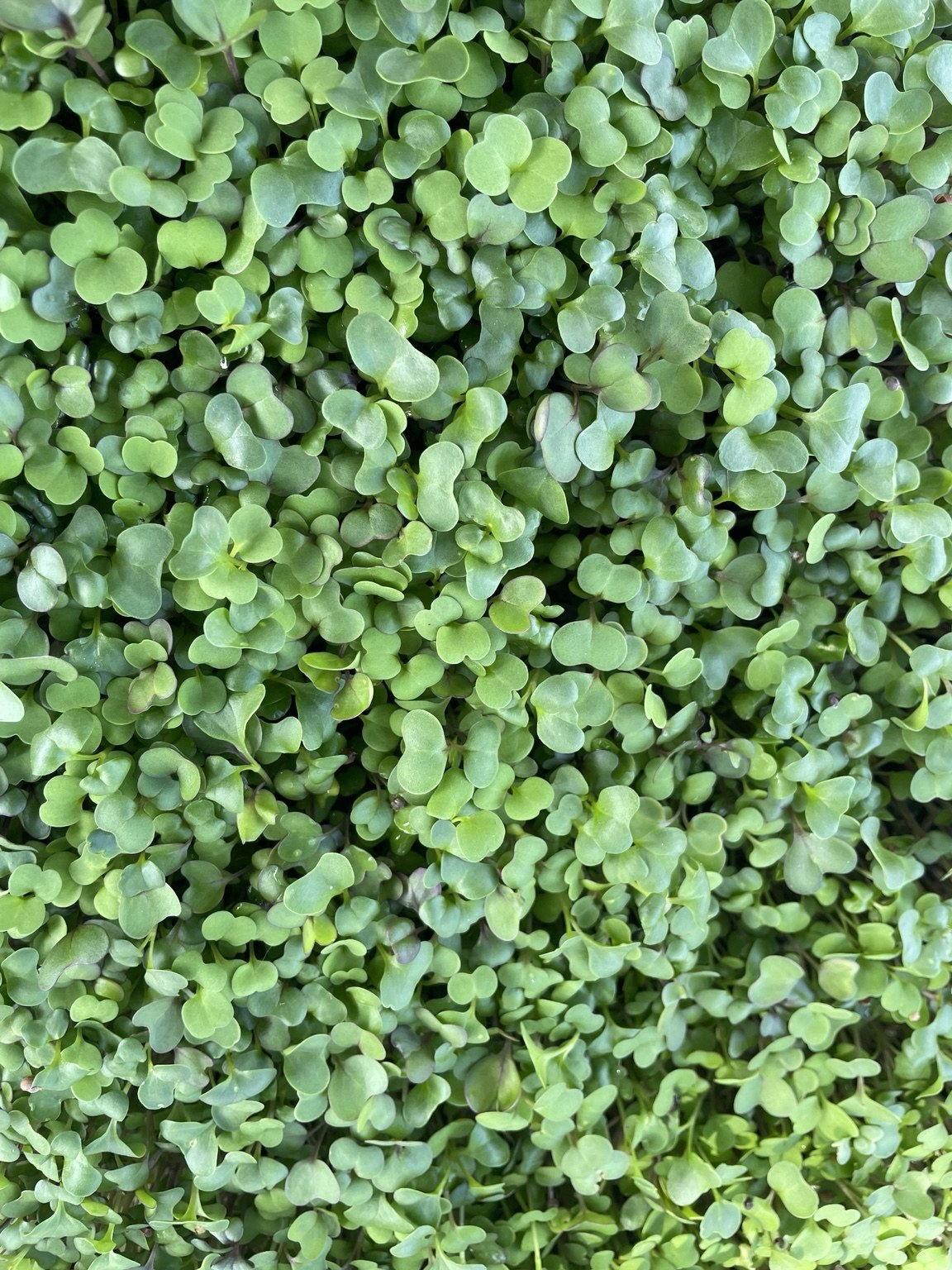 OMG-grown broccoli microgreens