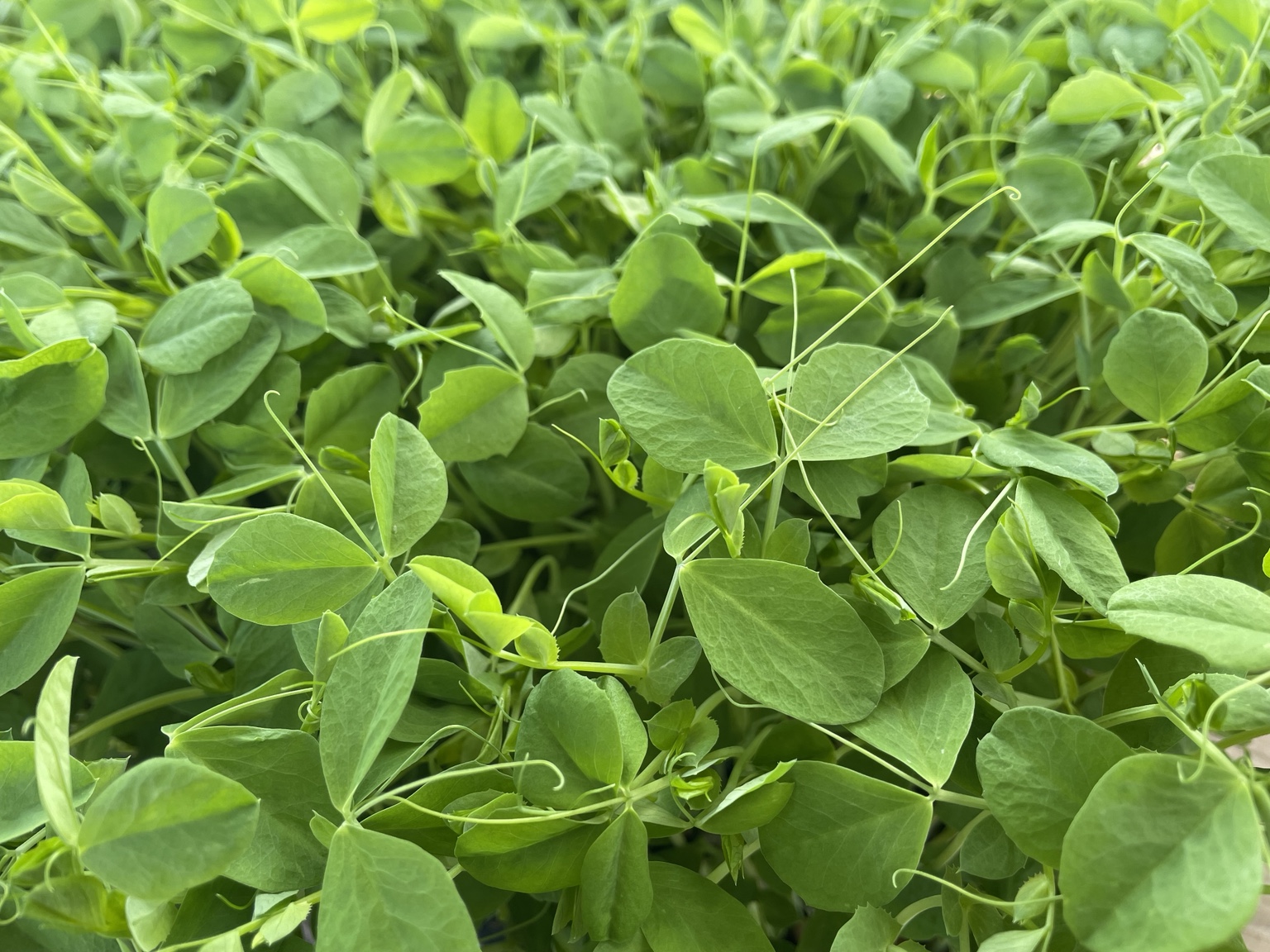 Fresh pea shoots microgreens grown by Amber at Ozark Mountain Garden