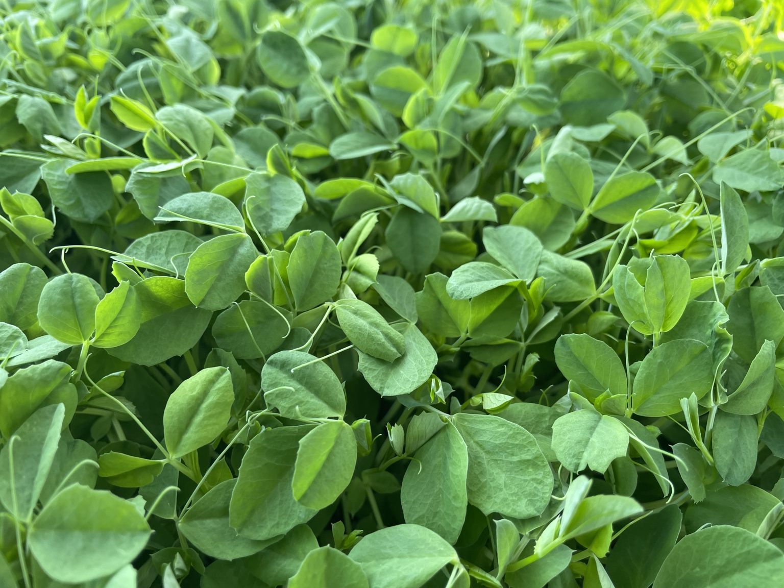 Fresh pea shoots microgreens grown by Amber at Ozark Mountain Garden