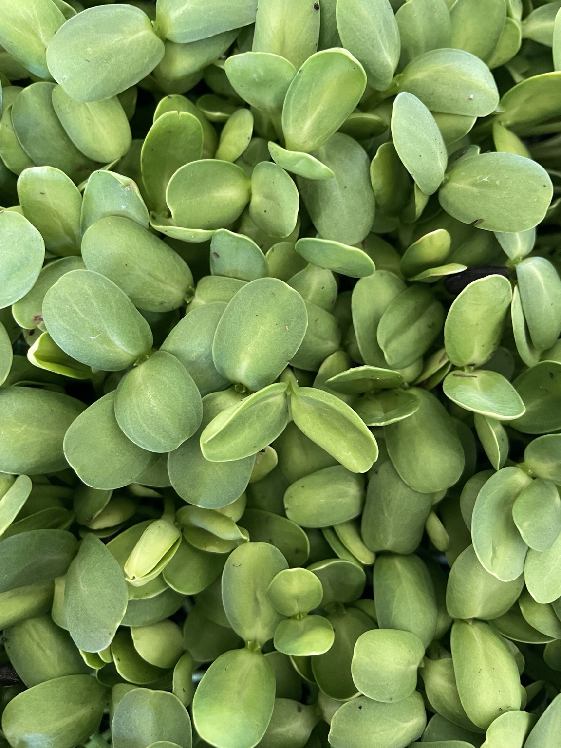 Fresh sunflower microgreens grown by Amber at Ozark Mountain Garden