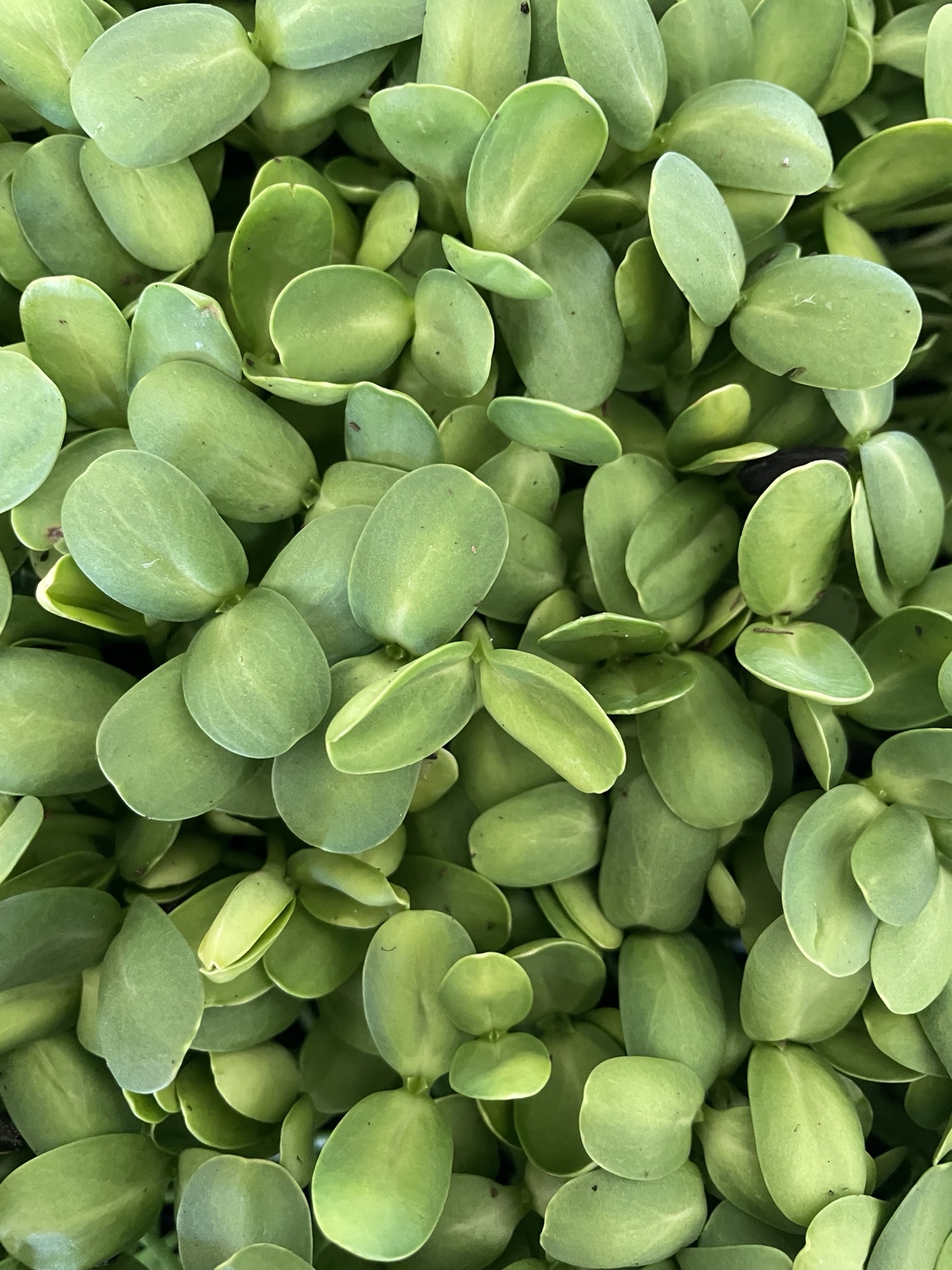 Fresh sunflower microgreens grown by Amber at Ozark Mountain Garden