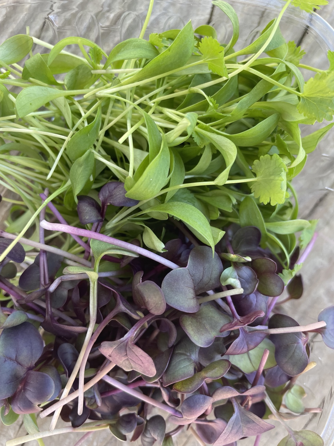 OMG-grown Taco Topper microgreens